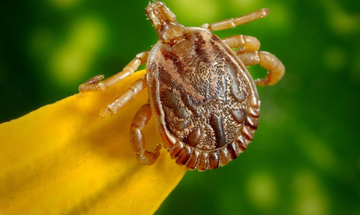 Agência Brasil explica o que é febre maculosa e quais os sintomas