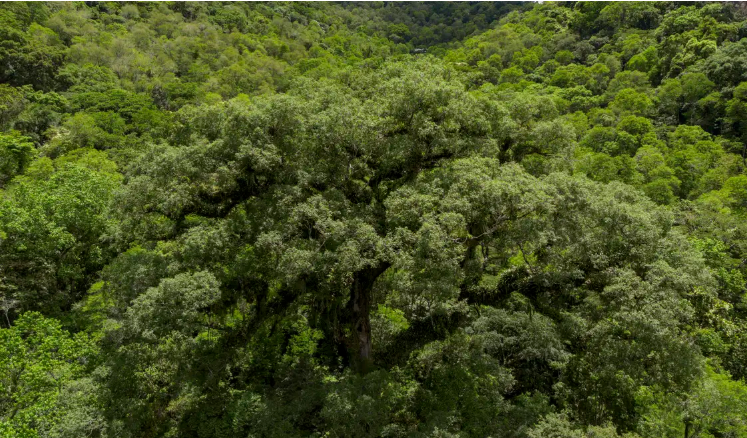 Instituições financeiras têm baixo desempenho em sustentabilidade