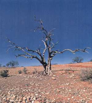 Participação Sindical na COP 15, Conferência sobre Mudanças Climáticas