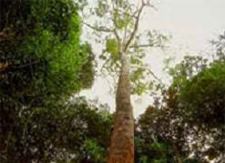 Plantas contra tuberculose